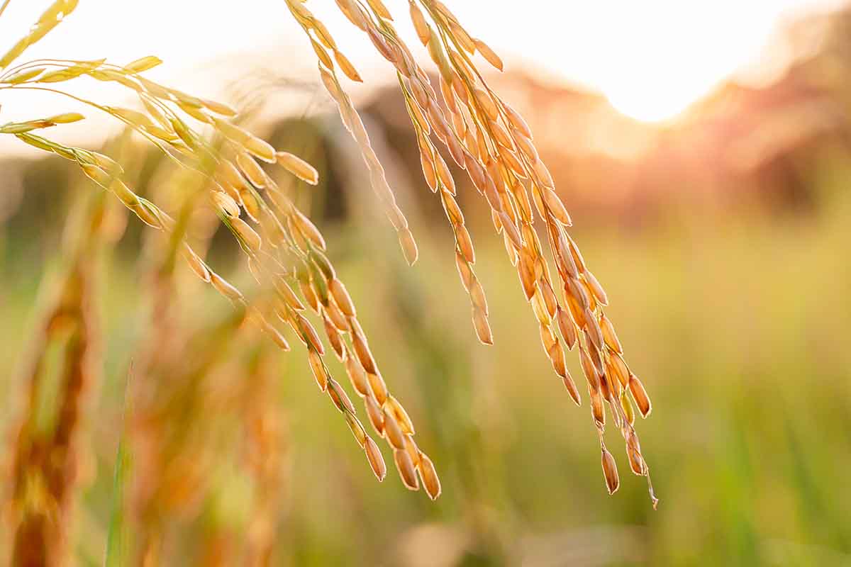 close up of yellow green rice field 2023 02 07 21 43 52 utc