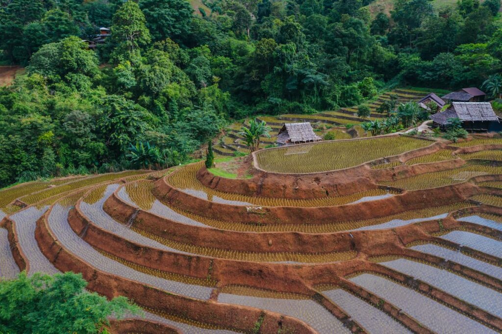 Impacto económico y comercial del arroz