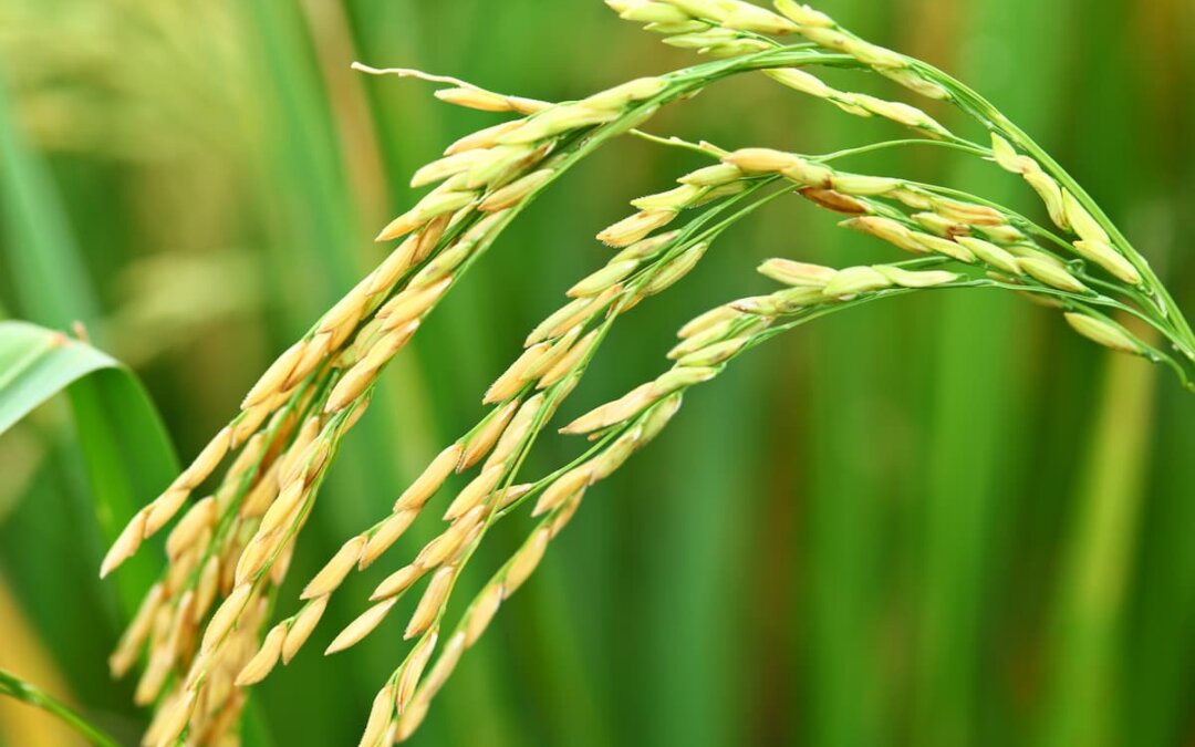Explorando la planta de arroz