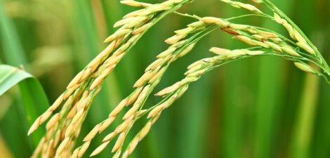 Explorando la planta de arroz