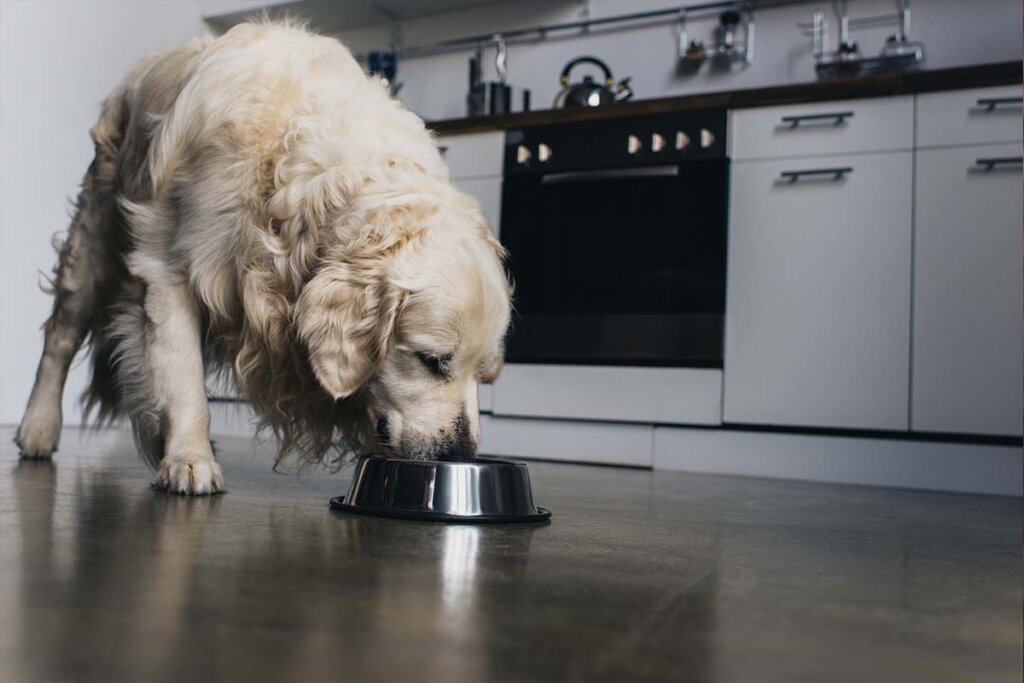 pueden comer arroz los perros