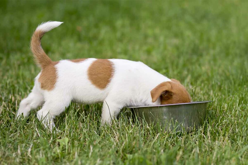 pueden comer arroz los perros