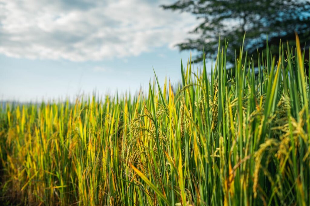 Biología y características de Oryza sativa