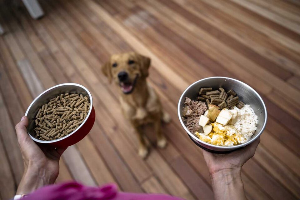 ¿Es bueno el arroz para los perros? Una guía completa
