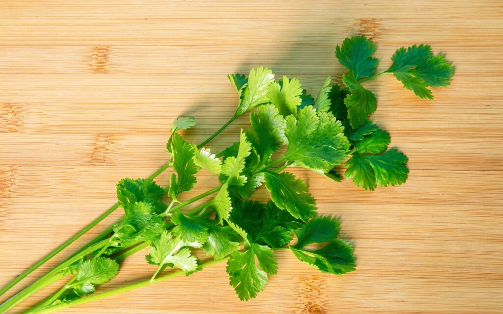 cilantro culantro