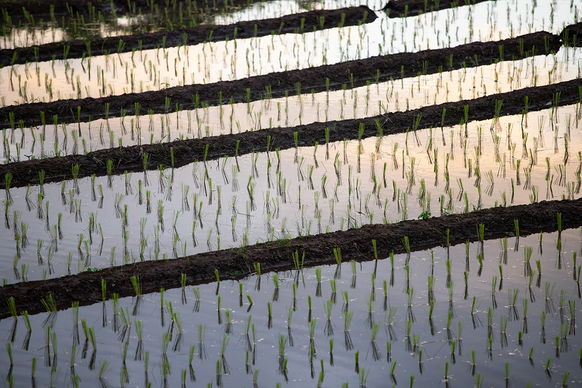 cosecha del arroz