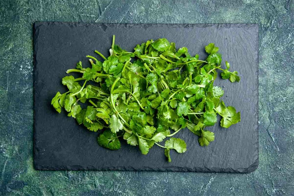 culantro