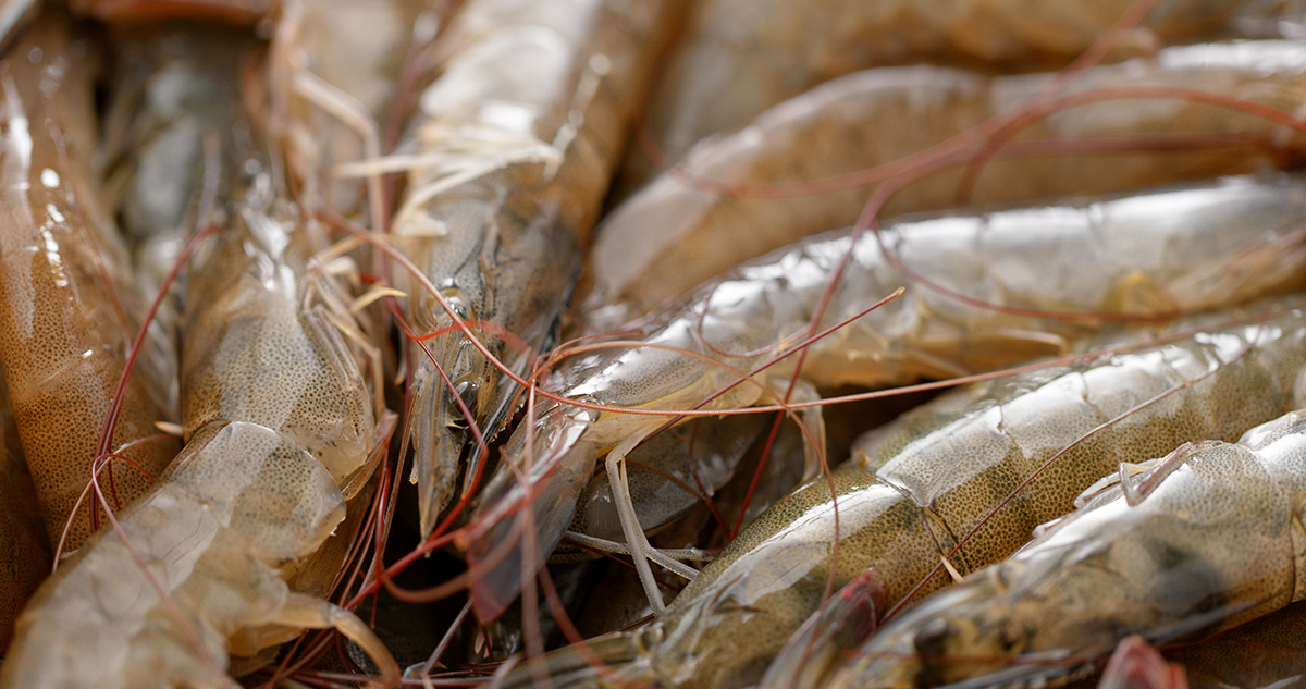 descongelar gambas