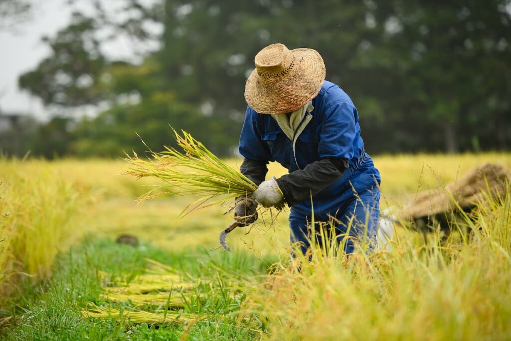 Historia del arroz