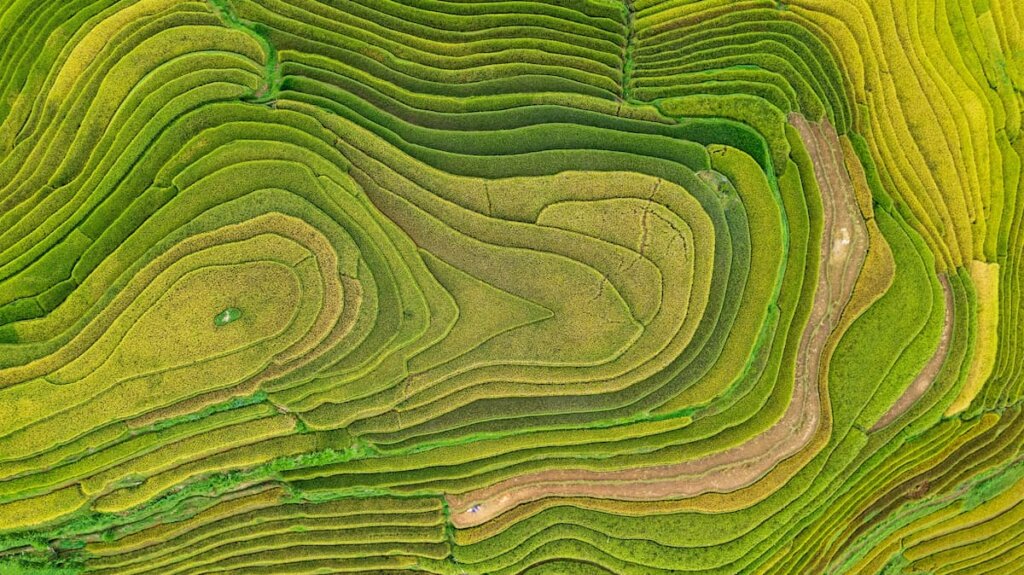Principales zonas de producción de arroz