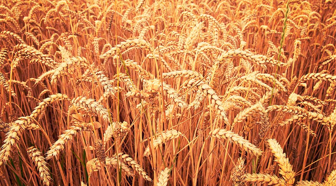 Granos con gluten