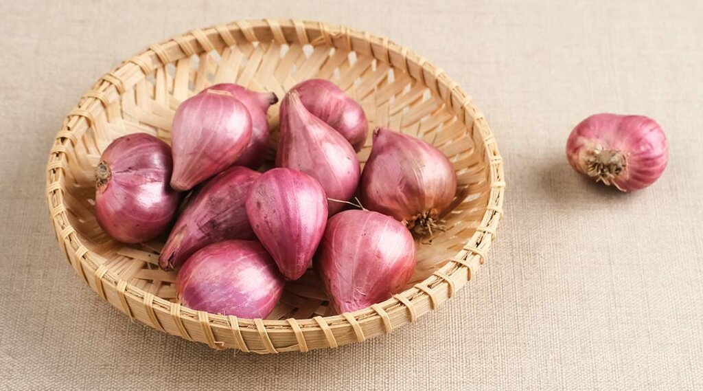 tipos cebolla