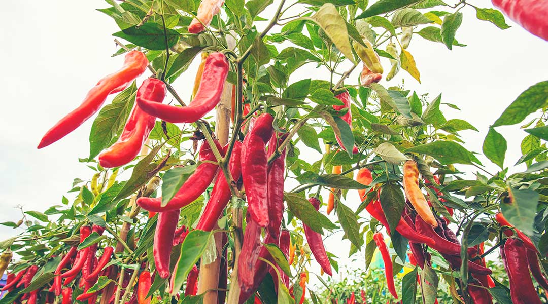 cultivo producción