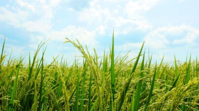 ¿De dónde sale el arroz? Orígenes y cultivo