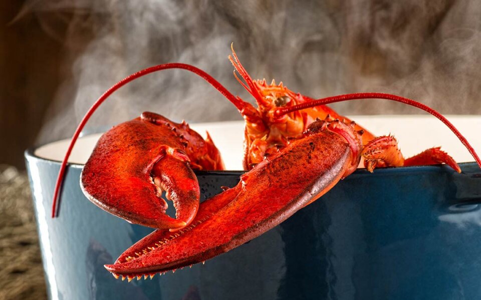 Cómo cocer bogavante: la guía definitiva